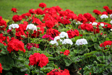 conjunto de flores rojas y blancas como parte de la naturaleza para el bienestar del medio ambiente.