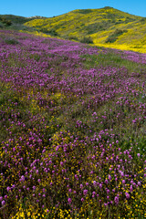 Obraz premium USA, California. Owl's Clover and Goldfields with clouds, Carrizo Plains National Monument.