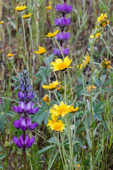 Obraz premium USA, California. Common Hillside Daisy and Arroyo Lupine, Carrizo Plain National Monument.