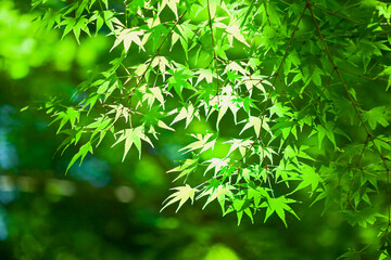 森の中で陽射しを受けるモミジの若葉	