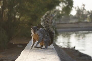 Squirrels eating Mexico City at sunrise.