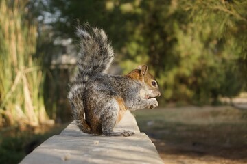 Obraz premium Squirrels eating Mexico City at sunrise.