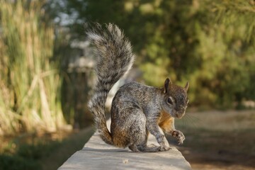 Squirrels eating Mexico City at sunrise.