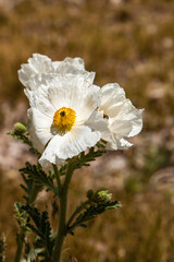 USA, California, Lee Vining. Evening primrose (Oenothera deltoides)