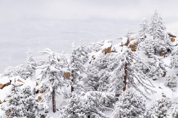 Snow dusted pines and rocks in the San Bernardino Mountains. San Bernardino National Forest, California, USA.