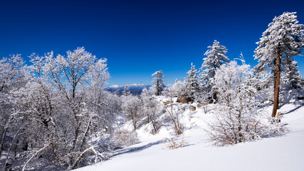 Snow dusted pines in the San Bernardino Mountains above Lake Arrowhead. San Bernardino National Forest, California, USA.