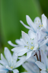 春の庭に咲く白いカワイイ花　シラー
