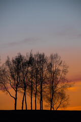 Fototapeta na wymiar 美しい春の夕暮れの空とシラカバ並木のシルエット 