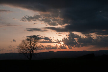 Fototapeta na wymiar 美しい春の夕暮れの空と大きな木のシルエット