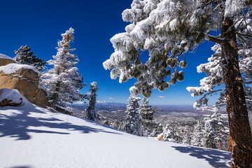 Rime ice on pines above Lake Arrowhead in the San Bernardino Mountains. San Bernardino National Forest, California, USA.