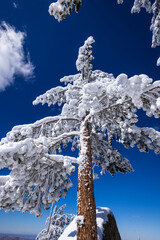 Obraz premium Rime ice on pines in the San Bernardino Mountains. San Bernardino National Forest, California, USA.