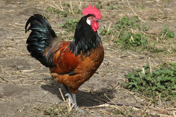Cock