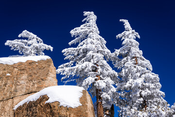 Snow covered pines and boulders in the San Bernardino Mountains. San Bernardino National Forest, California, USA. © Danita Delimont