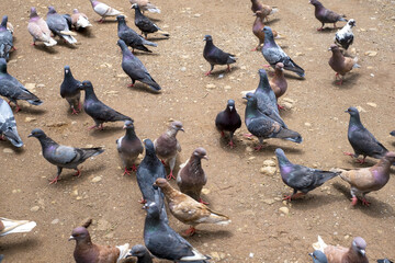Fototapeta premium the pigeon is waiting to be fed