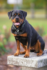 Obraz premium Happy black and tan Rottweiler dog with a chain collar posing outdoors sitting on a concrete bench in a city park in autumn