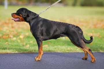 Adorable black and tan Rottweiler dog posing outdoors on a leash standing on an asphalt in autumn