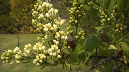 Springtime insects. A big cockchafer May bug in the lilac bush buds florets. The chafer scarab beetle (in Latin: Melolonthinae) in a close-up view. Pests in the garden and nature in the spring season.