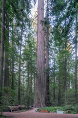 California, Humboldt Redwoods State Park, Founders Tree (Coast Redwood Sequoia sempervirens)