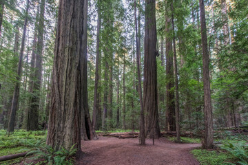 California, Humboldt Redwoods State Park, Founders Grove (Coast Redwood Sequoia sempervirens)