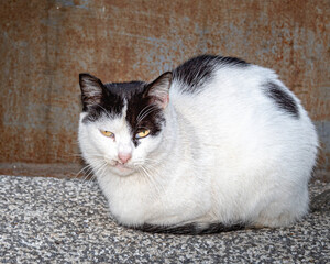 Black and white street cat