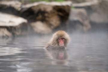 Obraz premium 温泉に浸かるニホンザル