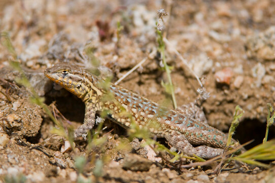 USA, CA, Antelope Valley. Desert Spiny Lizard(Sceloporus magister) mottled coloring provides camouflage. Mojave Desert.