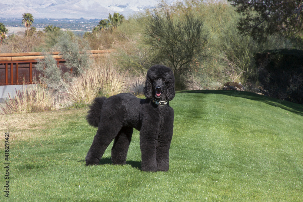 Sticker Black Standard Poodle at a desert park with green grass 