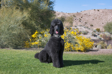 Black Standard Poodle at a desert park with green grass 