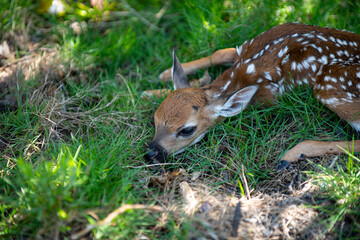 Animal Nature. Deer Fawn. Bambi. White tailed young roe deer, capreolus. Beautiful wildlife buck.