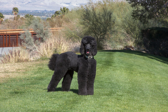 Black Standard Poodle at a desert park with green grass 