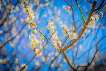 ume/sakura