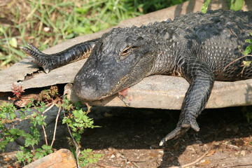 American Alligator - A. mississippiensis - warming in sun beside pond in Florida.