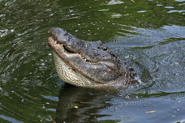 Fototapeta premium Large male American Alligator - Alligator mississippiensis - bellowing during mating season in Florida swamp.