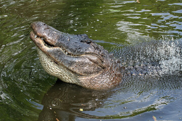Large male American Alligator - Alligator mississippiensis - bellowing during mating season in...