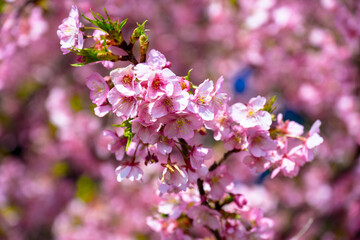 豊前の河津桜