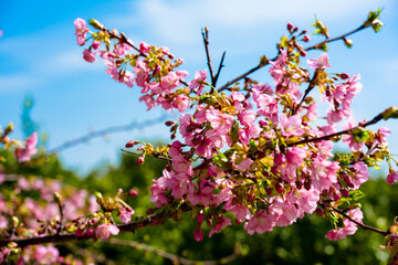 豊前の河津桜