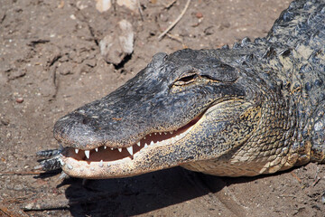 Smiling American Alligator - A. mississippiensis - sunning beside Florida swamp.