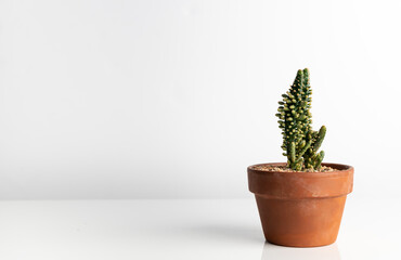 Unique Looking Austro Opuntia Monacantha Cactus in Terracotta Pot