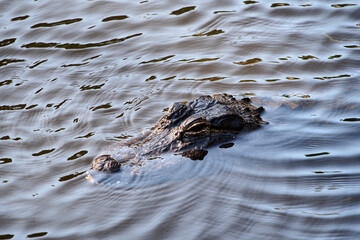 Naklejka premium American Alligator - A. mississippiensis - swimming in tranquil Florida pond.