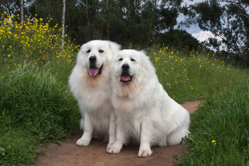 Great Pyrenees in a field of mustard flowers.