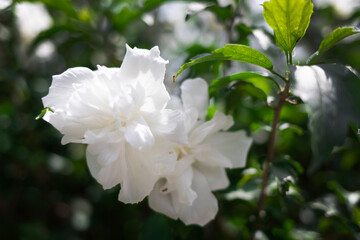 Obraz premium white flower with ants