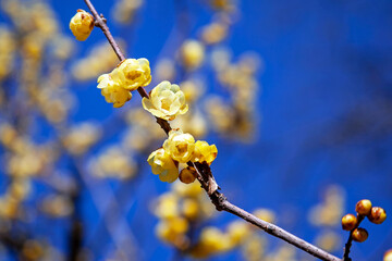 ロウ梅　府中郷土の森公園｜小さなロウ梅（蝋梅）の黄色く艷やかに輝く花
の色と香りに心が癒やされました
