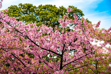 津久見の河津桜