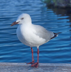 Lone Gull