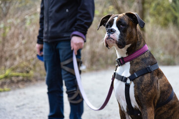Man walking a cute boxer dog on the hiking trail in the neighborhood park. Taken in Surrey, Greater Vancouver, British Columbia, Canada.