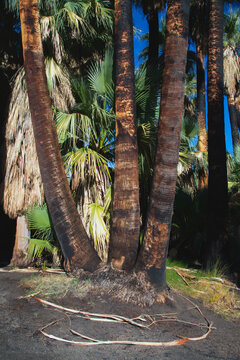 Indian Canyons, Palm Springs, California