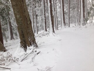 雪まみれの森林