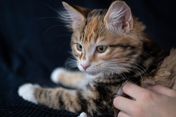 Boys hand pet young kurilian bobtail kitten 