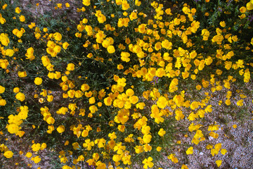 Super bloom Wildflowers, Joshua Tree National Park, California