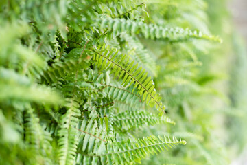 green fern with leaves on the wall